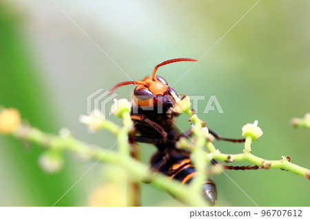 Bee whale Bee whale 96707612