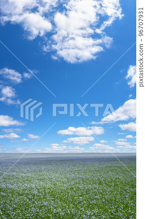A field of flax blooming with blue flowers under a blue sky with white feathery clouds 96707931