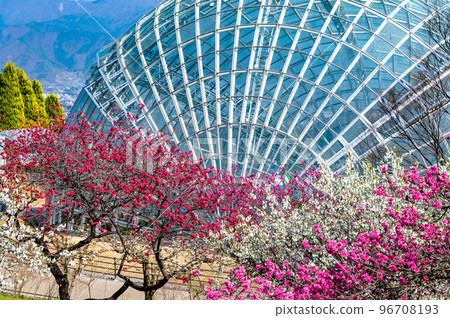 Yamanashi Fuefukigawa Fruit Park where spring flowers bloom Yamanashi Fuefukigawa Fruit Park where spring flowers bloom 96708193