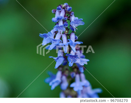 野引越 (Yamahakka) 花 野引越 (Yamahakka) 花 96708270