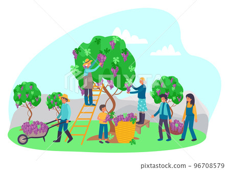 Professional farmer character people together harvest wine product process, grape tree flat vector illustration, isolated on white. Professional farmer character people together harvest wine product process, grape tree flat vector illustration, isolated on white. 96708579