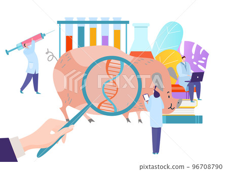 Genetically modern modified animal, scientific research fellow experimental pig flat vector illustration, isolated on white. 96708790