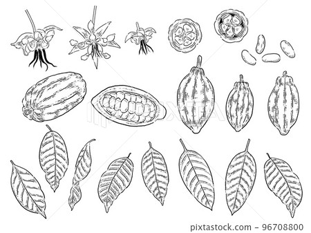 Cocoa beans line drawing illustration material 96708800