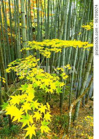 Yellow leaves and bamboo forest (vertical) 96709074