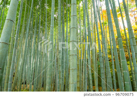 Autumn bamboo grove 96709075
