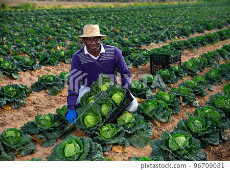 African american farmer showing harvest of savoy cabbage 96709081