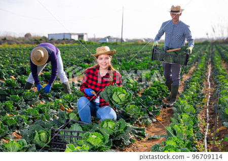 Smiling young female farmer harvesting savoy cabbage 96709114