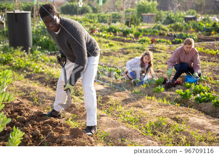 African american man works in a kitchen garden, digging the ground with a shovel 96709116