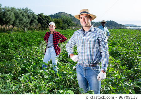 Portrait of man farmer on vegetable field 96709118