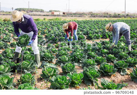 Team of farm workers harvesting savoy cabbage on field Team of farm workers harvesting savoy cabbage on field 96709148