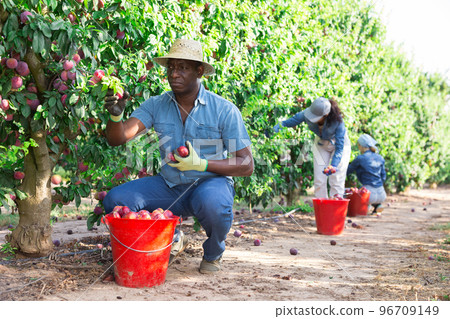 Man farmer picking ripe plums in garden Man farmer picking ripe plums in garden 96709149