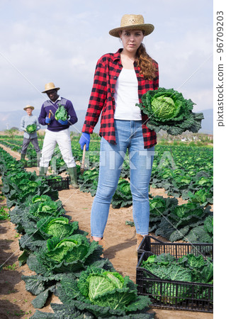 Young woman harvesting savoy cabbage on farm plantation Young woman harvesting savoy cabbage on farm plantation 96709203