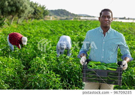 African American farmer carrying box of peppers in field during harvest 96709285