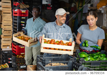 Team of vegetable farm workers sorting harvested tomatoes and peppers 96709334