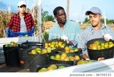 Men loading buckets full of tomatoes on truck 96709335