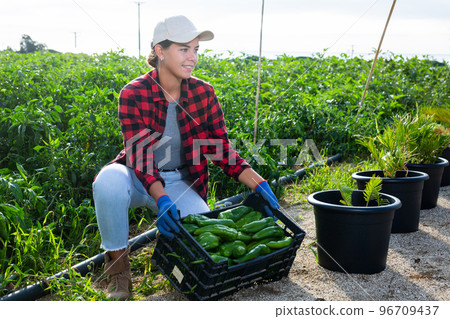 Woman demonstrates box with crop of ripe bell peppers in farmer field 96709437