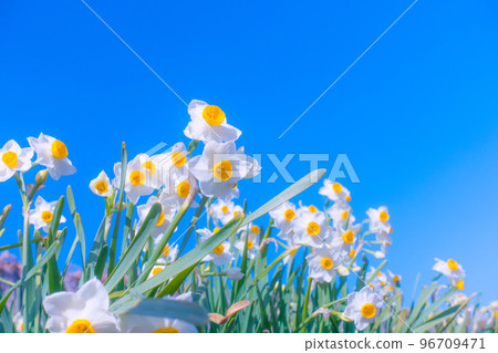 Japanese flower flower flowers 96709471