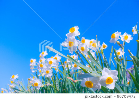 日本花花花 日本花花花 96709472