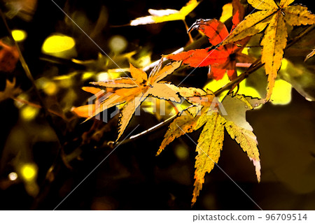 Autumn leaves of maple Autumn leaves of maple 96709514