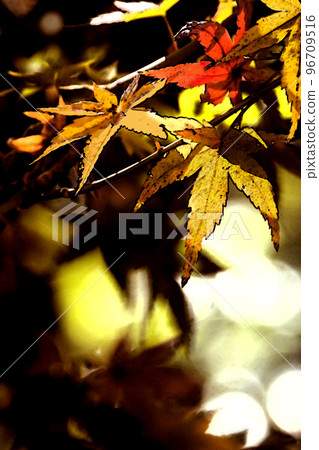 Autumn leaves of maple 96709516