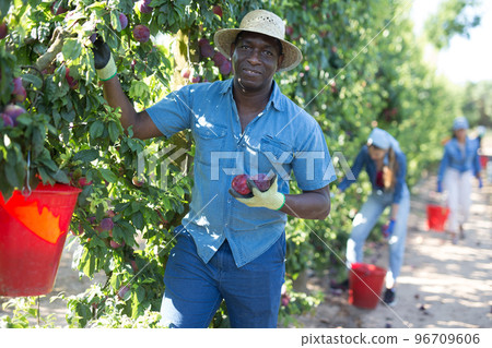 African male gardener picking plums from tree 96709606