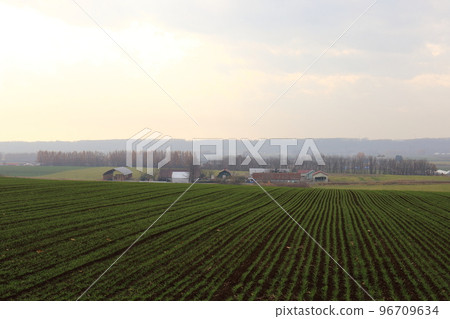 北海道十勝地區的農場風景 北海道十勝地區的農場風景 96709634