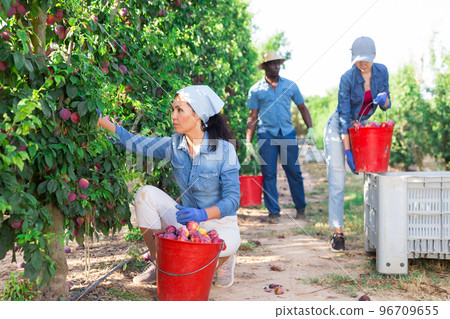 Woman farmer picks ripe plums in the garden. Harvesting plums in orchard Woman farmer picks ripe plums in the garden. Harvesting plums in orchard 96709655