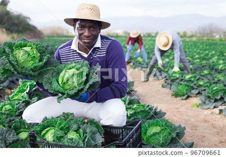 African american farmer showing harvest of savoy cabbage 96709661