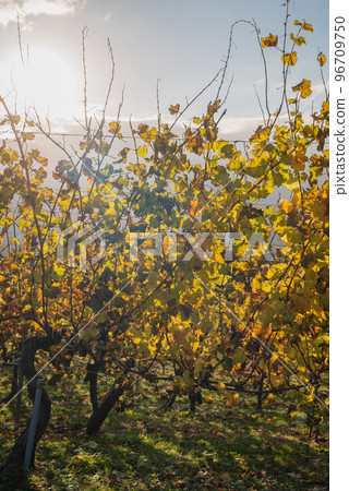 [深秋] 葡萄園[晚景] 96709750