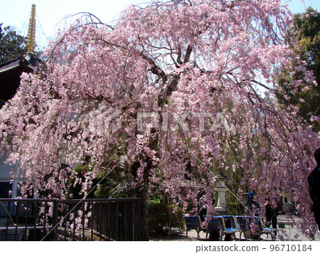 死棕色櫻桃樹 死棕色櫻桃樹 96710184