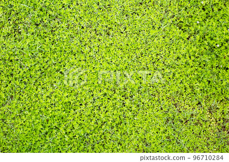 Fresh lawn grass. Beautiful green garden 96710284