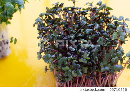 Red cabbage sprouts on yellow background. 96710356