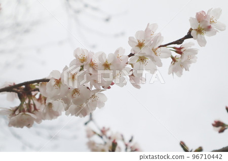 櫻花盛開 櫻花盛開 96710442