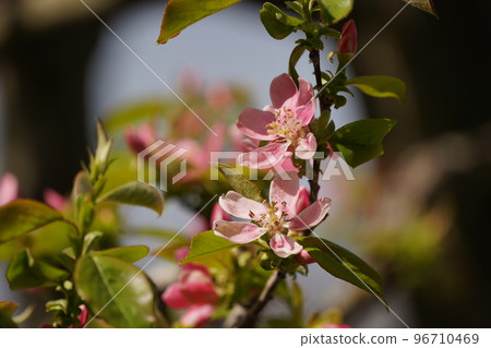 卡琳的花 96710469