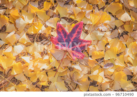 Autumn red one point Autumn red one point 96710490