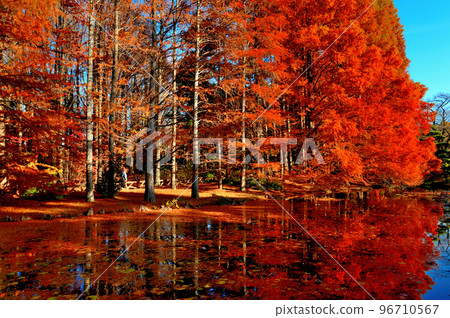 神代植物園的水杉樹秋葉 96710567