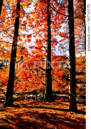 Autumn leaves of Metasequoia trees in Jindai Botanical Gardens Autumn leaves of Metasequoia trees in Jindai Botanical Gardens 96710570