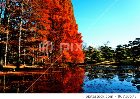 Autumn leaves of Metasequoia trees in Jindai Botanical Gardens Autumn leaves of Metasequoia trees in Jindai Botanical Gardens 96710575
