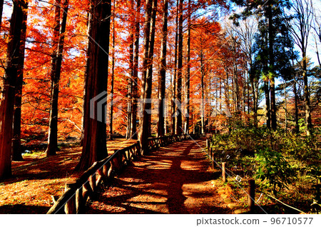 Autumn leaves of Metasequoia trees in Jindai Botanical Gardens 96710577