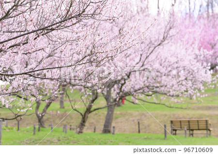 札幌市平岡公園的梅林正值盛期 96710609
