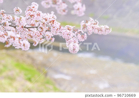 Cherry blossoms in full bloom (Simultaneous shooting with flare expression cinematic video) Cherry blossoms in full bloom (Simultaneous shooting with flare expression cinematic video) 96710669