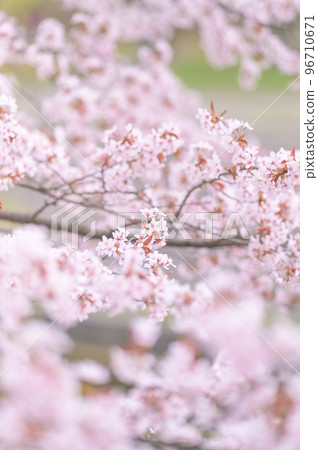 Cherry blossoms in full bloom (simultaneous shooting with cinematic video) 96710671