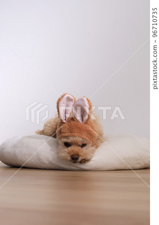 Bunny-eared toy poodle relaxes with floor heating 96710735