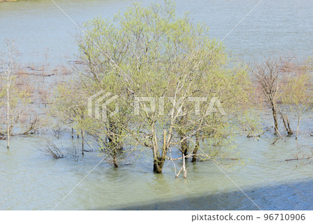 Lake Katsurazawa in spring and submerged trees 96710906