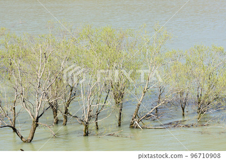 Lake Katsurazawa in spring and submerged trees 96710908