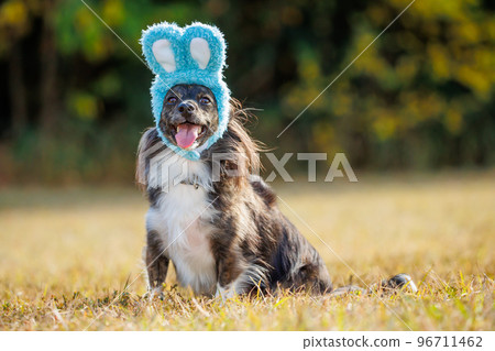 Chiwax dog with bunny hat in the green 96711462