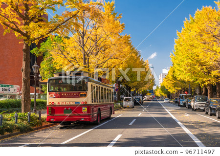 《Kanagawa Prefecture》Autumn Yamashita Koen-dori/Yellow Ginkgo Trees 《Kanagawa Prefecture》Autumn Yamashita Koen-dori/Yellow Ginkgo Trees 96711497