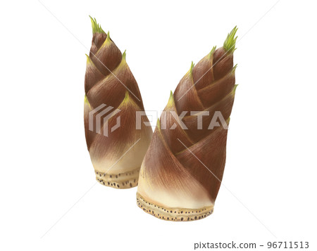 Realistic watercolor illustration of two overlapping bamboo shoots Realistic watercolor illustration of two overlapping bamboo shoots 96711513