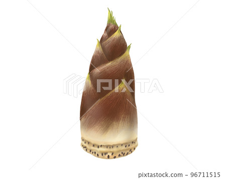 Realistic watercolor illustration of bamboo shoots 96711515
