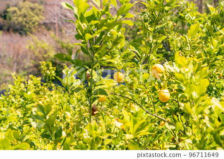 Setouchi Shimanami Kaido, Lemon Valley, Lemon with a bell Setouchi Shimanami Kaido, Lemon Valley, Lemon with a bell 96711649